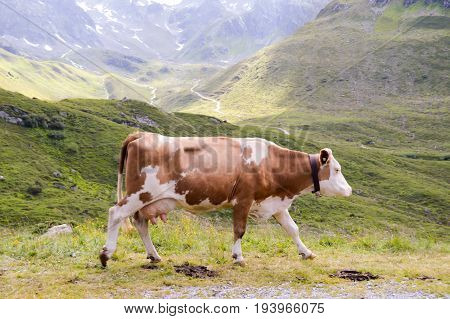 Brown and white cows in the Tyrol mountains in Austria