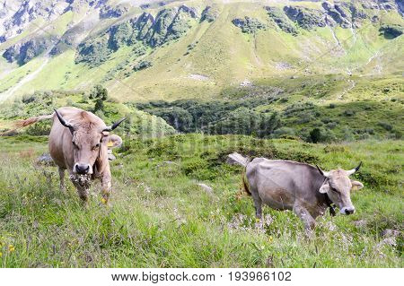 Gray cows in the tyrolean mountains in Austria