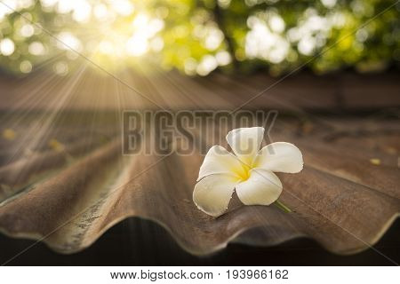 White Plumeria on old zinc roof in morning sunlight