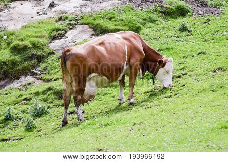 Brown and white cows in the Tyrol mountains in Austria