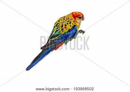 White-breasted parakeet or also called Rosella against white background.