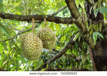 Durian tree in the farm fruit , nature tree durian fruit