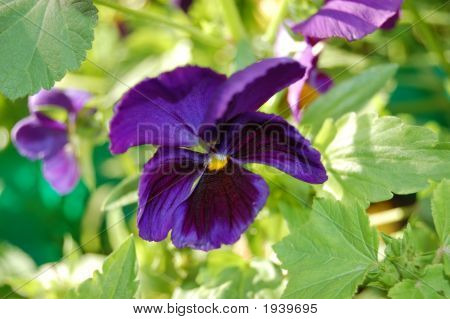 Bloem