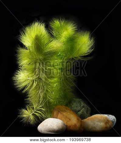 Ceratophyllum demersum - an aquarium plant isolated