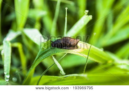 Little snail on wet leaf on the background of other plants