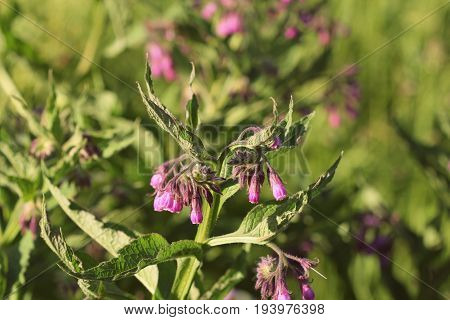 Comfrey. Comfrey or Symphytum officinale flower used in organic medicine.