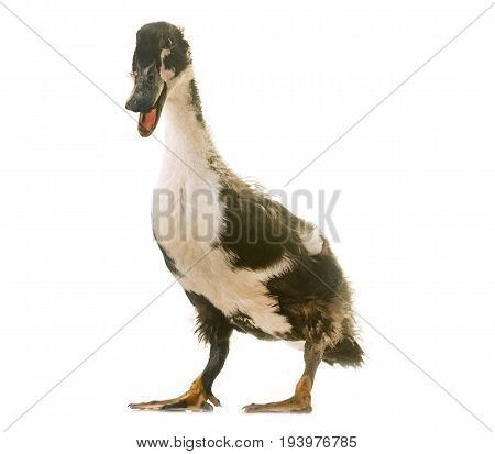 mulard duck in front of white background