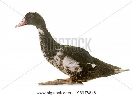 mulard duck in front of white background