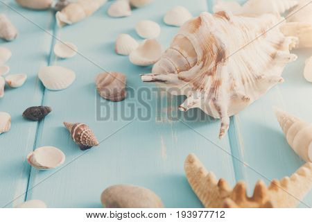 Seashells on blue wood, sea vacation background with copy space on wooden planks