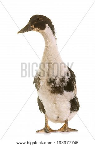 mulard duck in front of white background