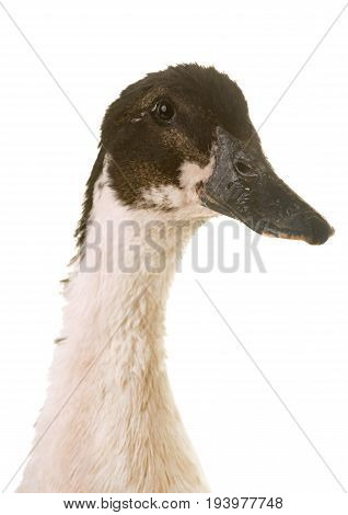 mulard duck in front of white background
