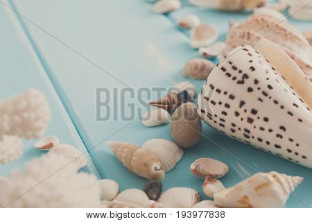 Seashells on blue wood, sea vacation background with copy space on wooden planks