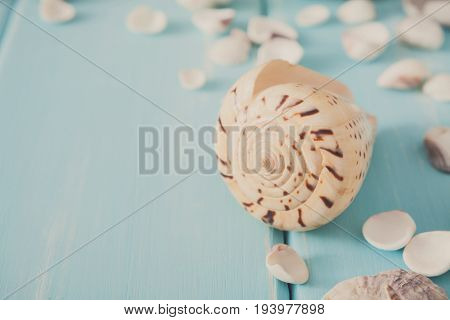 Seashells closeup on blue wood, sea vacation background with copy space on wooden planks