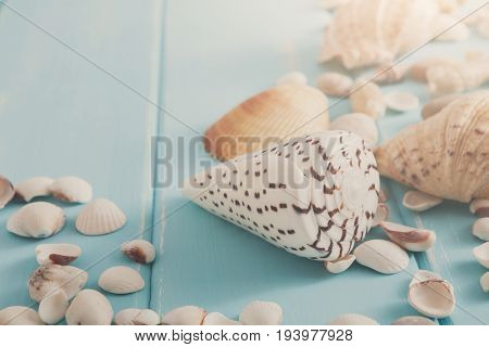 Seashells on blue wood, sea vacation background with copy space on wooden planks