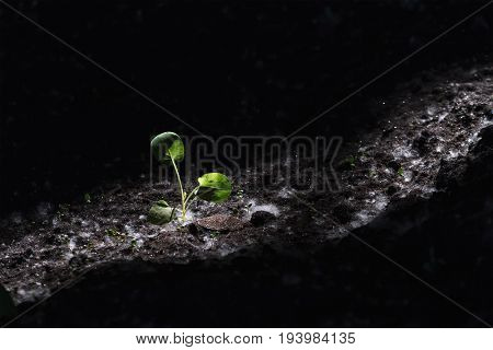 New life concept. Small plant growing in the dark with only small amount of light