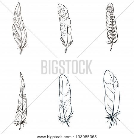 Contour detailed bird feathers isolated on white background. Vector