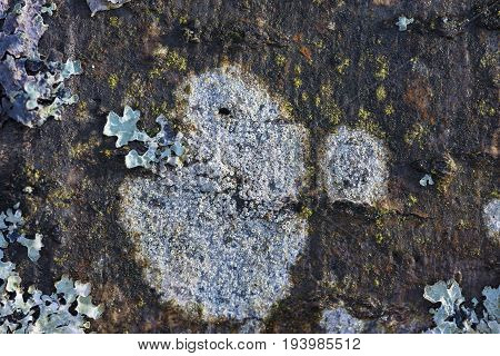 a lichen close up in the detail