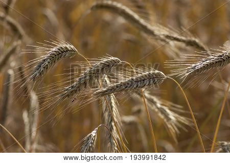 Ripe golden wheat on a summer field in Plana mountain, Bulgaria
