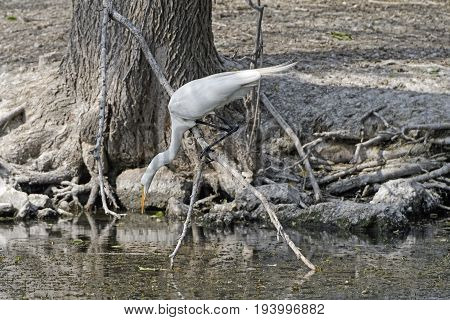 Great Egret on the Hunt in Grotto Lake in Fergus Falls Minnesota