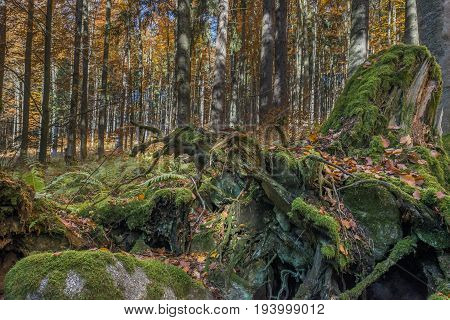 old stump with moss and fern close up