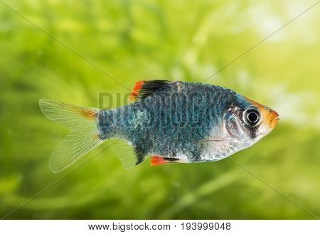 Puntius tetrazona - an aquarium fish close up