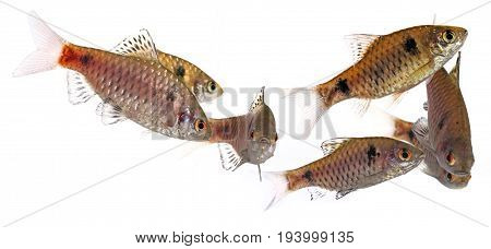 aquarium fish Puntius padamya isolated on white