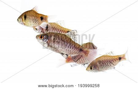 aquarium fish Puntius padamya isolated on white