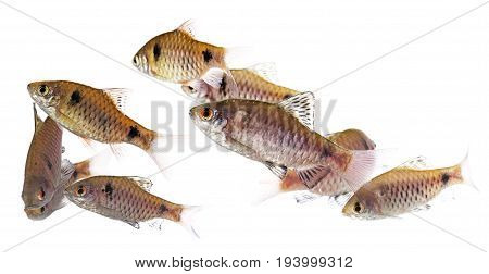 aquarium fish Puntius padamya isolated on white
