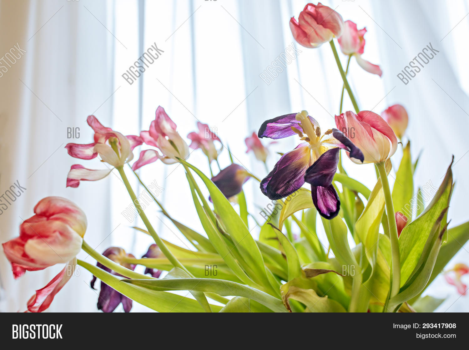 Dried Tulip Flowers Image & Photo (Free Trial) Bigstock