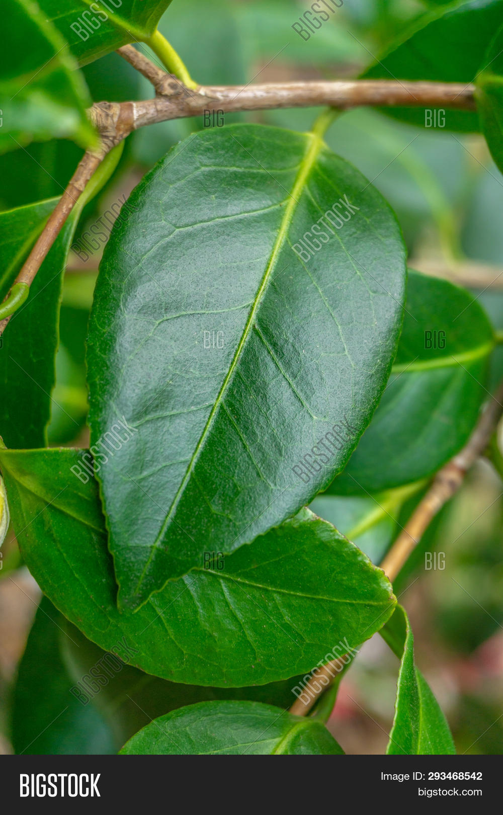 Close Shiny Green Image & Photo (Free Trial) Bigstock