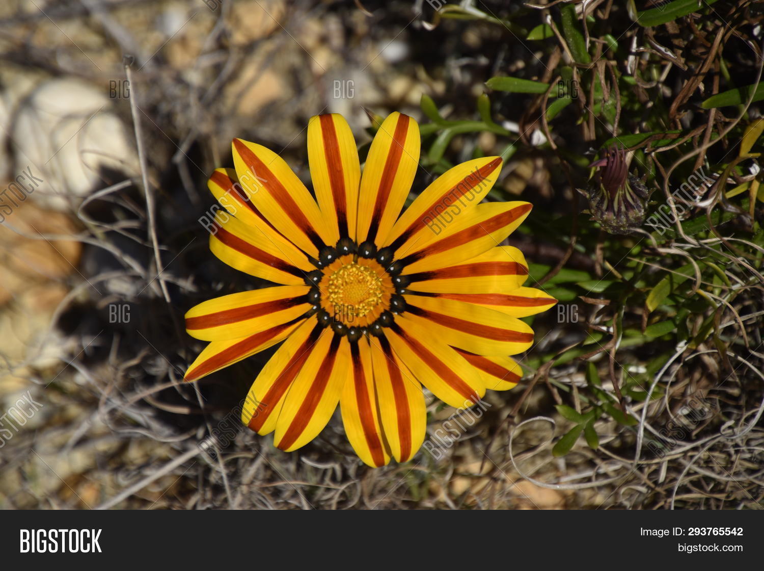 Flowers On Algarve Image & Photo (Free Trial) Bigstock