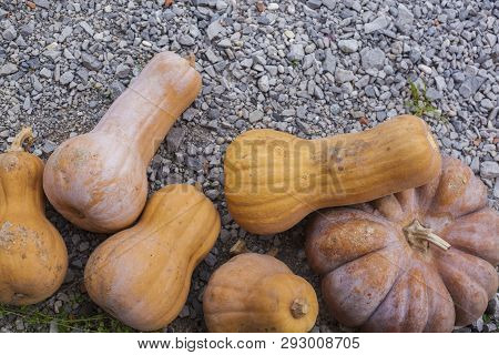 Five Homegrown Orange Pumpkins On The Ground