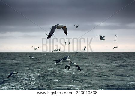 Lesser Black-backed Gull (larus Fuscus Heuglini)