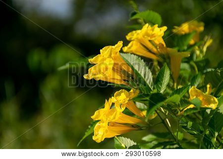 Close Up Yellow Elder, Yellow Bells, Or Trumpetflower, Scientific Name Is Tecoma Stans