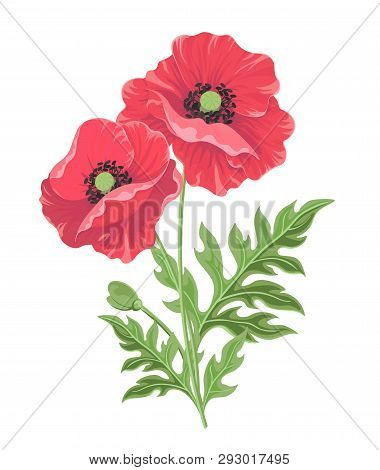 Vector Illustration. One Poppy Flower On The Stem With Bud And Leaves Isolated On White Background. 
