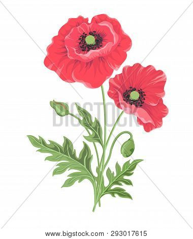 Vector Illustration. One Poppy Flower On The Stem With Bud And Leaves Isolated On White Background. 
