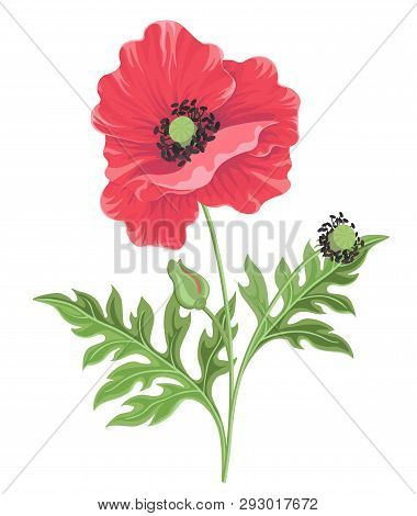 Vector Illustration. One Poppy Flower On The Stem With Bud And Leaves Isolated On White Background. 