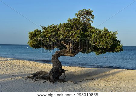Early Morning View Of A Divi Tree On Eagle Beach In Aruba.