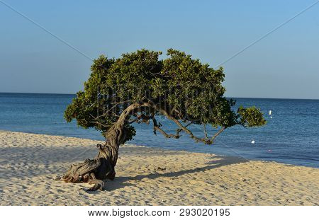 Gorgeous Twisted Branches Of A Divi Tree In Aruba.