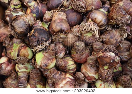The Famous Amsterdam Flower Market (bloemenmarkt). Bulbs Of Irises. Gardening