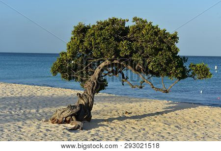 Divi Tree On Eagle Beach Shaped By The Trade Winds Of Aruba.