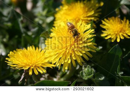Close-up Of Bee Pollinating Yellow Flower, Dandelion In A Green Grass Field In Spring