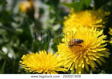 Close-up Of Bee Pollinating Yellow Flower, Dandelion In A Green Grass Field In Spring