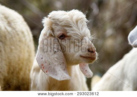 Grazing Sheeps And Goats In Valleys Of Pre-himalayas. Mountains Of Sivalik