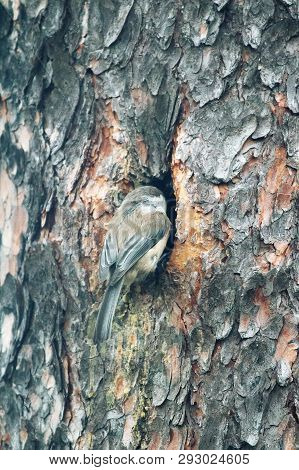 Alaskan Chickadee Builds Nest In The Hollow
