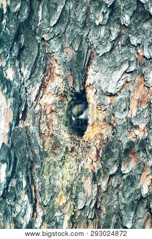 Alaskan Chickadee Builds Nest In The Hollow