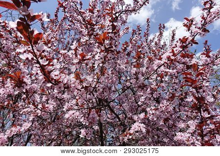 Plenty Of Pink Flowers On Branches Of Prunus Pissardii