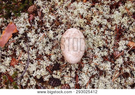 Egg Of The Wild Goose (bean Goose