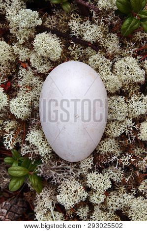 Egg Of The Wild Goose (bean Goose