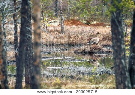 Forest-breeding Bean Goose